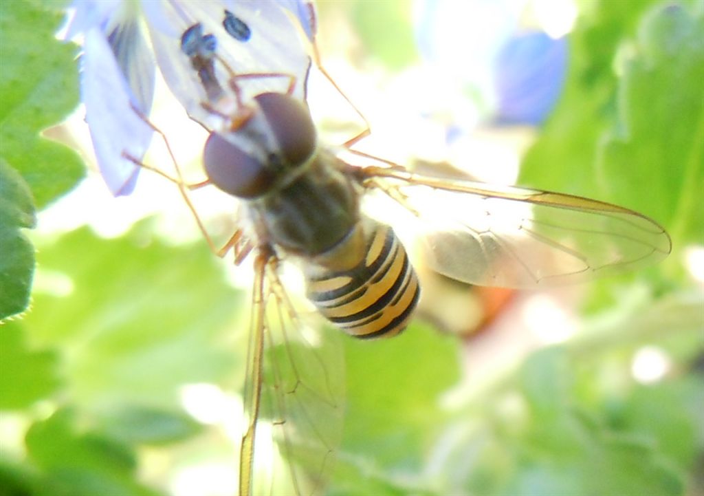 Episyrphus balteatus